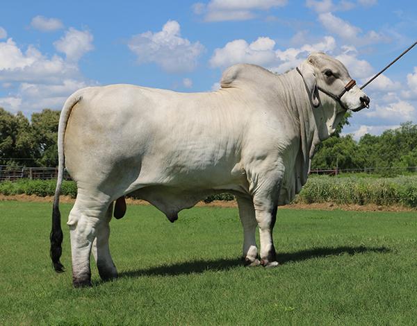 Son - Champion LMC ECC Polled X Factor owned by 4F, ECC and LMC