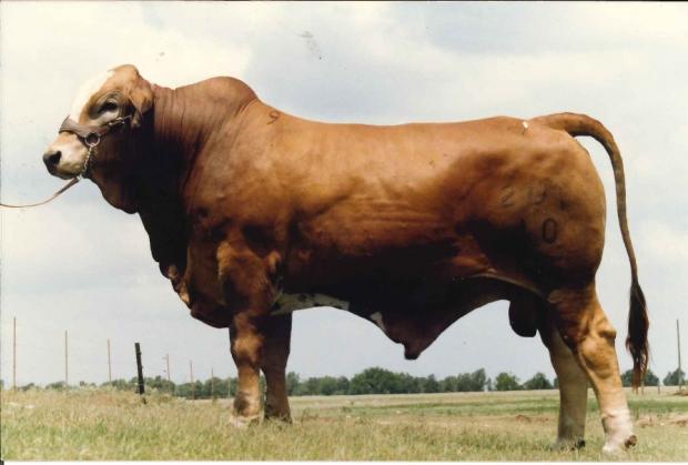 Bravito - typical F-1 Simbrah Bull sired by Bravo