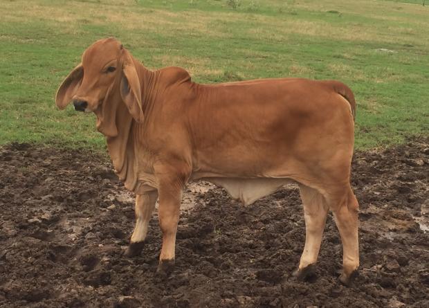 Bravo sired baby doll owned by Becker Livestock Services.