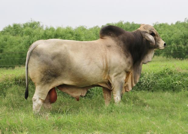 Sire - sold this good looking proven herd bull to Glen Koelemay for $10,000. Full sib to Polled Integrity