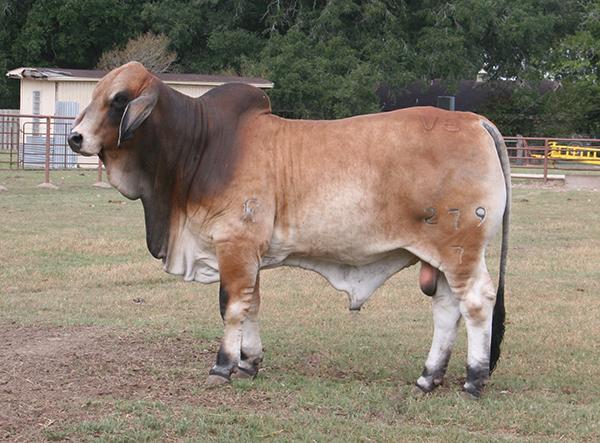 CHAMPION daughter out of LMC Polled Sambo cow  being shown by Ally Robinson.  