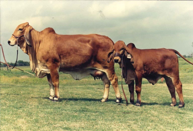 Champion 659 daughter with Warrior 666 at side that became International Champion for Santa Elena Ranch 