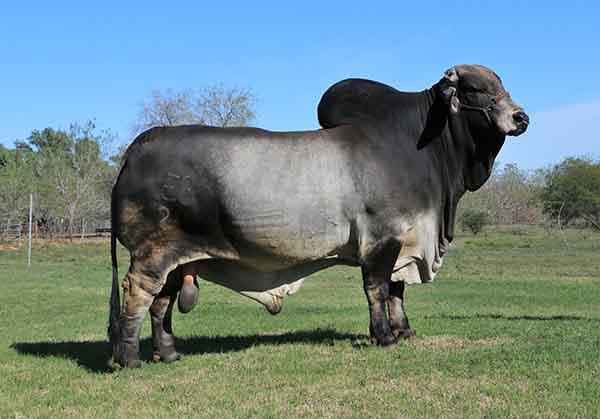 Sire - the popular Polled Pathfinder bred by Ava Barker