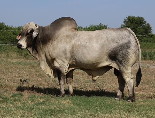 Sire - LMC Polled Madison