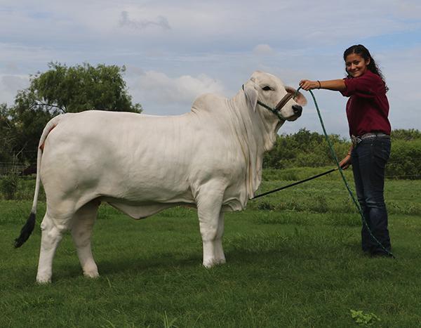 Champion paternal sister. We love these Polled Madison cattle.