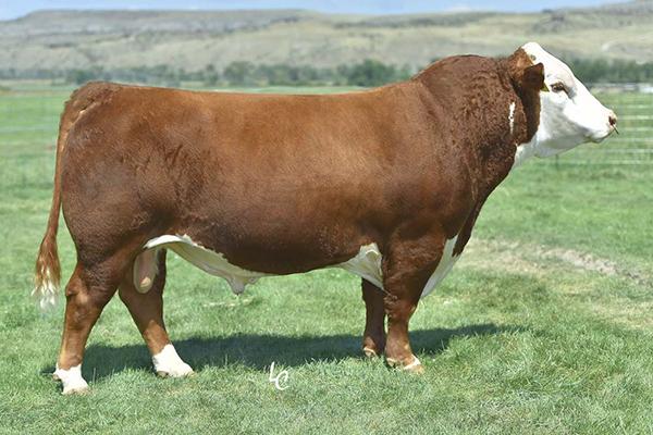 Sire of Embryos - CHURCHILL RED BULL 200Z