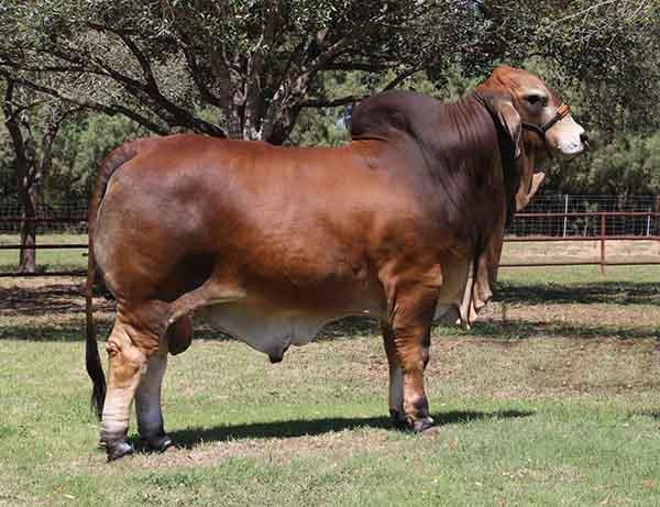 Champion Homozygous Polled paternal brother, LMC LN Polled Pappo - semen packages available