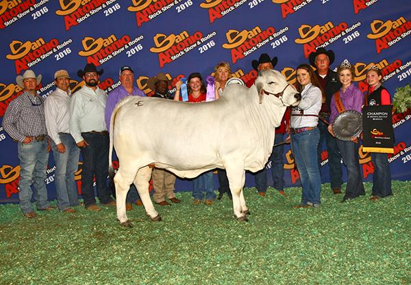 CHAMPION daughter out of a LMC Samson cow owned by Phillip Cattle Co.. 
