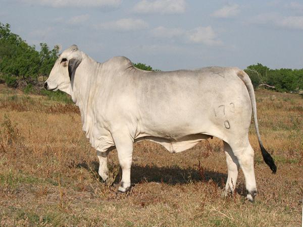 Daughter - LMC Polled Blue Belle - All American Calf Champion for Winston Walters. 