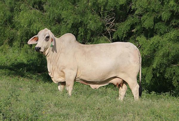 "Samantha" - Register of Renown Dam of both LMC Polled Sambo and Polled Samson.