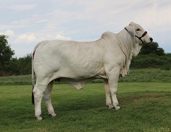 Donor daughter owned by Hondo Martinez and La Muneca.