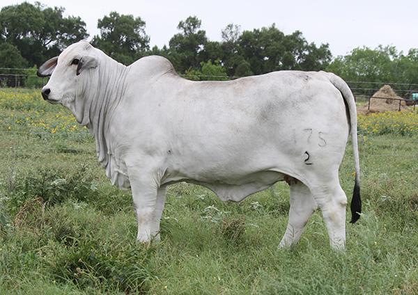 Champion Daughter - LMC Polled Goodness owned by La Reina Cattle Co. 