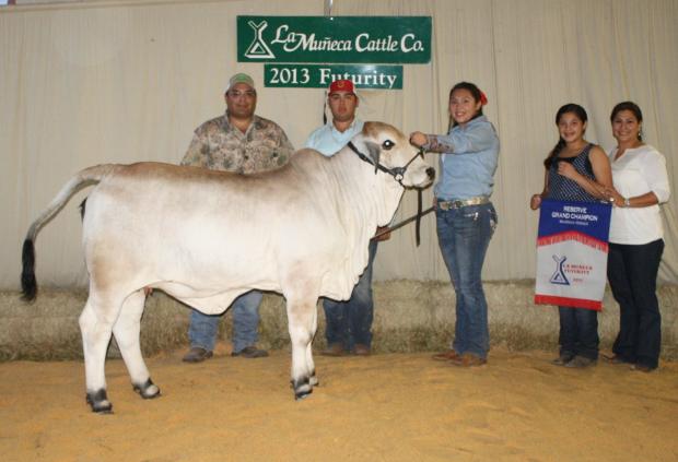 Champion Daughter - LMC Miss Sugar owned by La Muneca and Jaime Flores Family.