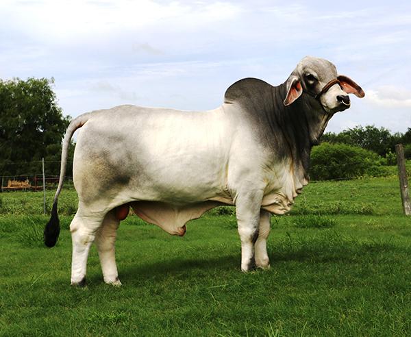  Herd bull son - LMC Polled Paco owned by Enrique Ramos Family. He is a maternal sib to LMC Polled Authority.