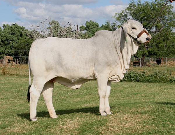 Daughter - LMC Polled Olympia owned by Rex Rucket, Olympia Reyes and La Muneca-Flores.