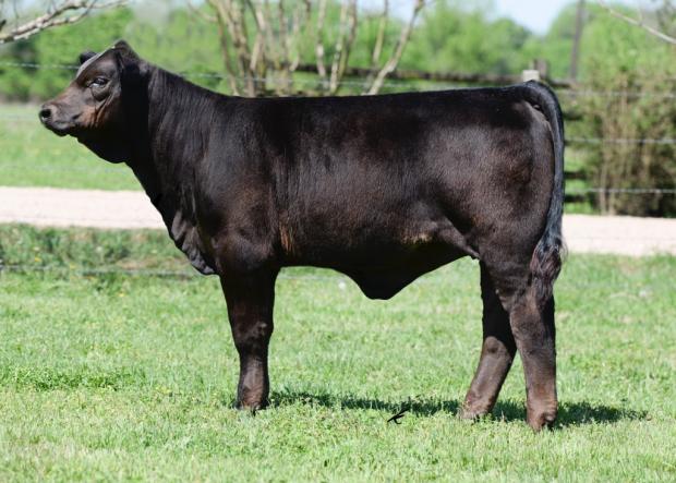 Fancy Maternal Sister - LMC SCC Nina is sired by 6G LMC Rajin Cajun and now owned by Lorelai Hill.