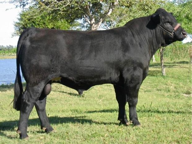 Paternal Grand Sire - LMC EF JW Black who is one of the all time great % Simbrah bulls.
