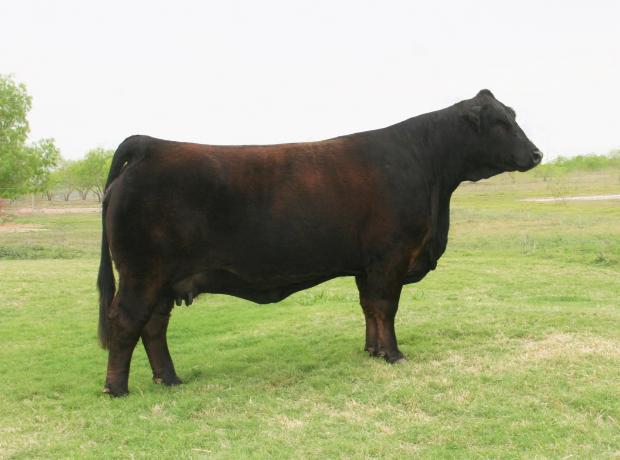 Dam - Dream Girl is the best Simbrah cow we have ever seen - National & International Champion.