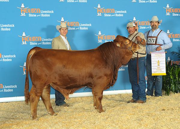 Son - LMC BBS Rambler won Reserve Calf in Houston & Reserve Grand at  RGV Show. Owned with Javier Moreno. 