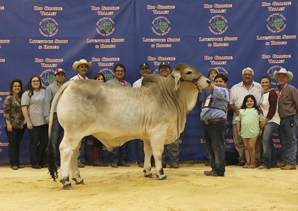 Full brother - 2017 Grand Champion Brahman Steer at RGV Show for "Pops" Guerra.