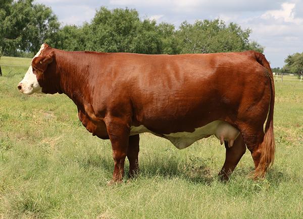 Dam - BBS Jennie Walker - one of the best Red Simbrah cows of all time that has produced over 50 good ones.
