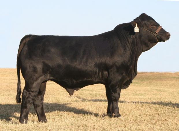 Sire - LMC Black Perfecto is also the sire of our RGV Bull Test Winner LMC Chairman.