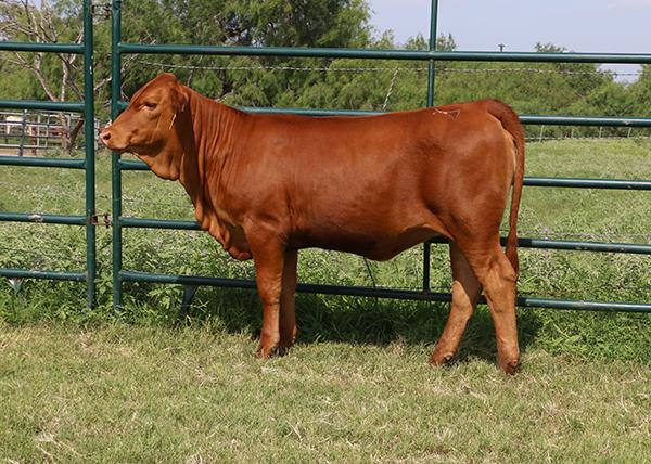 LMC LN Primadonna is a typical Primo daughter shown by Sarah Linnartz.