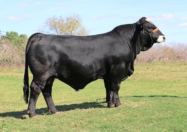 Champion son - LMC BBS Manziel who is one of our highest marbling sires - SEMEN IS AVAILABLE !!
