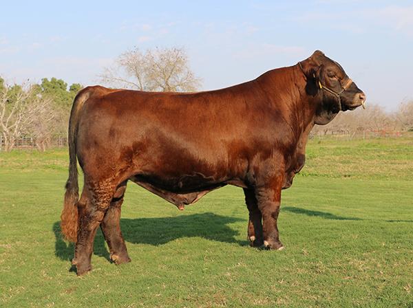 LMC Dos Equis is a big boned champion son owned with the David Girault family. Semen is available !!