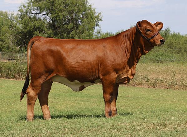 6G Cinderalla is a champion daughter that was the pick of their calf crop owned by La Muneca Flores Cattle Co.