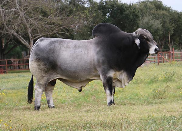 Sire _ LMC Polled Madison is one of the thickest and most correct bulls in the breed plus he is POLLED !!