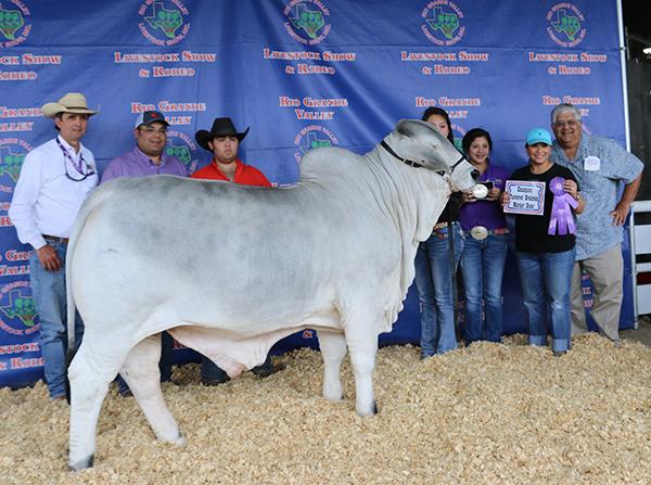 Son - Champion Brahman Steer for Liana Flores.