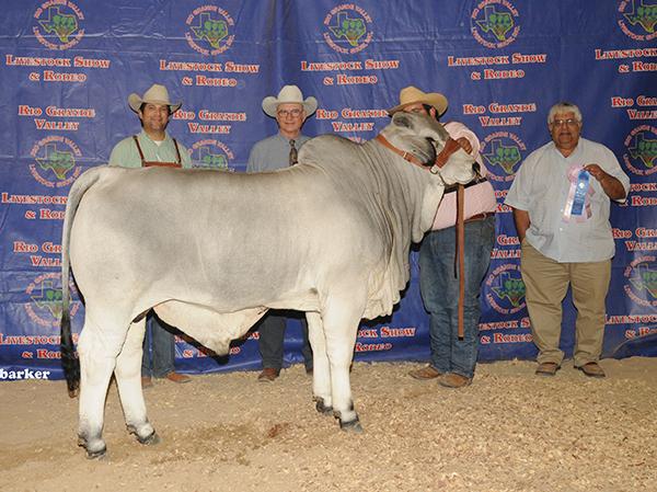LMC Polled Boss is a champion son owned by Kempfer Cattle Co. in Florida.