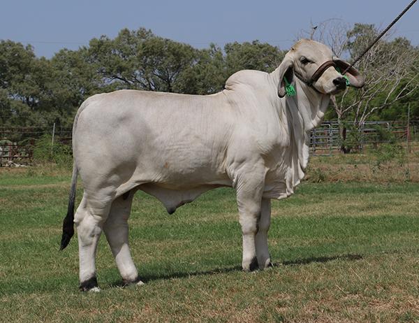 Polled X Factor at weaning. He has been good since the day he was born as are his babies.