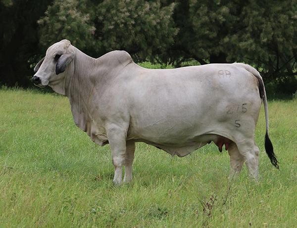 Double A dam that nears PERFECTION IN THE FLESH and is one of our best cows. She is for sale.