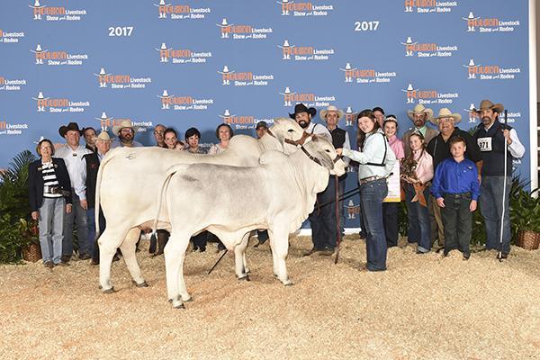 Daughter - Polled Lolo - 2016 SA Jr. Show Champion and  Reserve Sr. in Houston for Kendyl Sellman.