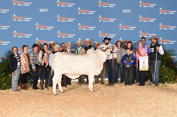 Daughter - ECC Polled Corinne shown by Ryan Mack Simpson - 2017 Reserve Intermediate Champion in Houston.