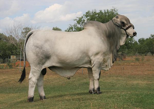 LMC Polled Leader is a champion full sib that we own with Ken Abney. Go by and check out his calves.