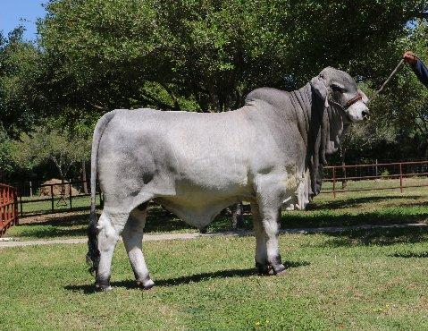LMC FCC Polled Doc is a son of the WOW cow (highest marbling cow of breed). Owned with Forgason Cattle Co.