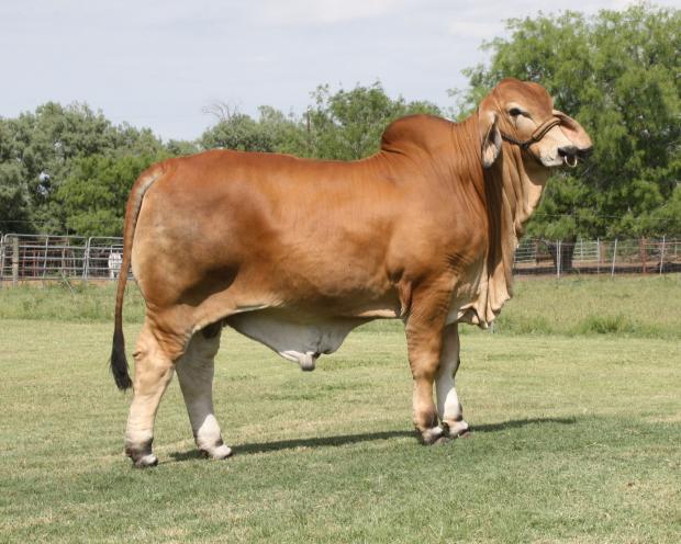 Son - LMC LF Polled Pappo - one of the hottest Red Bull Calves going!! DOUBLE SMOOTH POLLED !!