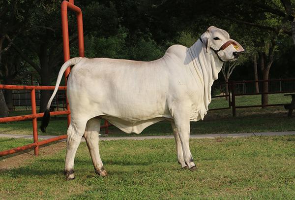 Daughter - LMC LN Polled Daisy owned by Kylie Sellman - super feminine and powerful !!