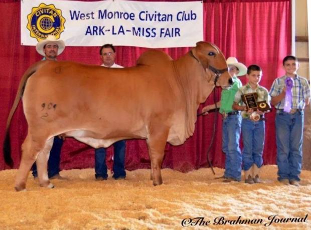 Champion daughter shown by the Carriere Family - 2014-15 ABBA Red Brahman Show Cow of the Year !!
