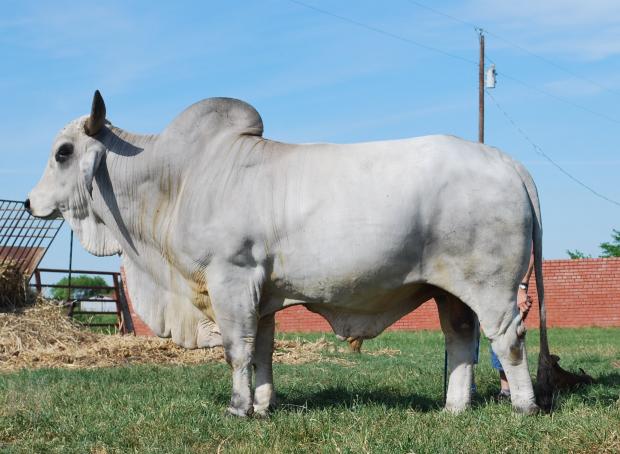  +JDH Martin Manso 879, top Brahman sire in the Brahman world, producer of champion in the US and abroad, and sire of the embryo