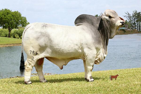  Future breeding option: TTT 898 sells with 2 units of “Suva Bob” semen.  