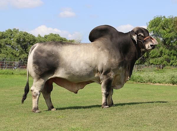 LMC Polled Sambo is the sire of several of the calves in this Pick of Crop lot.