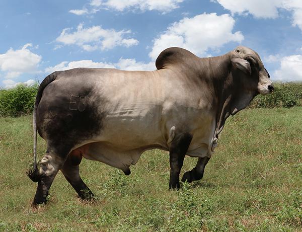 Sire - Polled Pathfinder is one of the thickest POLLED bulls ever bred.