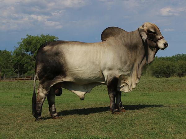 Sire - Polled Pathfinder is producing THE COWMAN'S KIND of CATTLE.