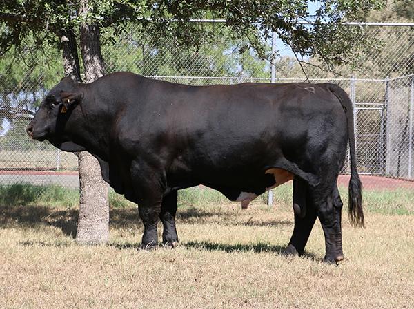 Paternal Grand Sire sired by the SA Champion LMC Gig'em & Dream Girl