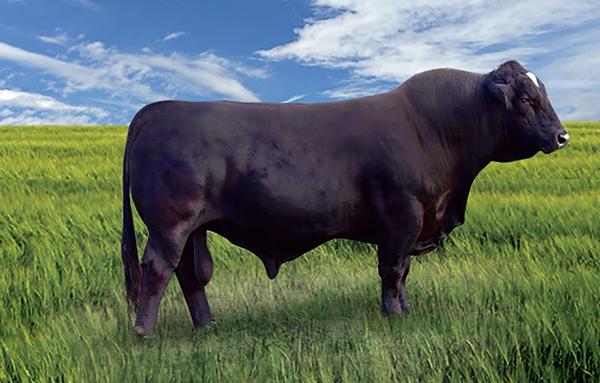 Sire - 6G LMC Rajin Cajun is one of the most popular & proven 3/4 x 1/4 sires.