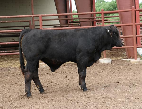 Sire as a weaned calf. He is a Dream Girl son.